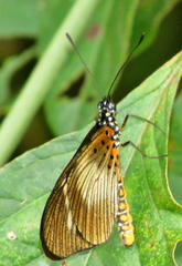 Acraea esebria