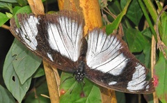 Hypolimnas anthedon wahlbergi