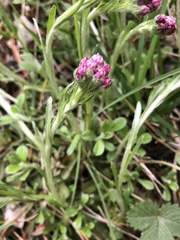 Antennaria dioica