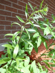 Solidago speciosa rigidiuscula