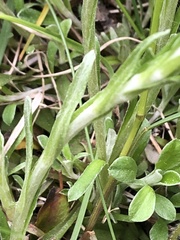 Antennaria dioica