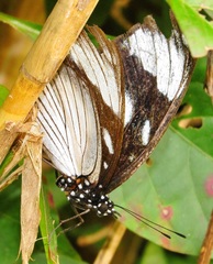 Hypolimnas anthedon wahlbergi