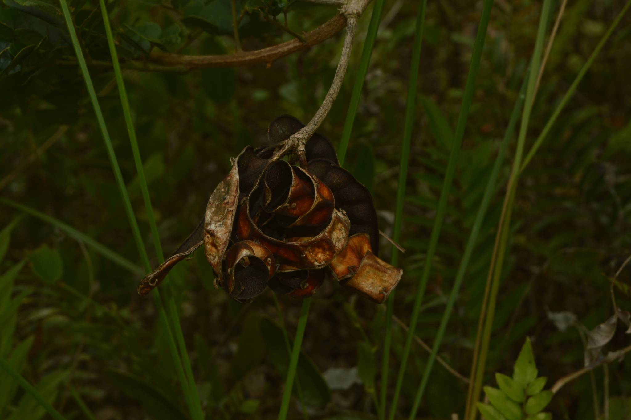 Imagem de Ingá-ferradura