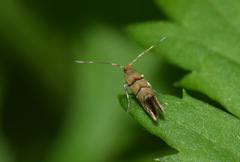 Phyllonorycter klemannella