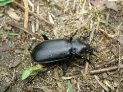 Calosoma maderae