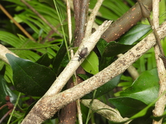 Lagria formosensis