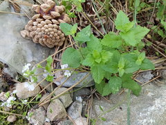 Veronica peduncularis