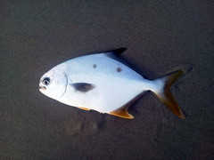 Trachinotus carolinus