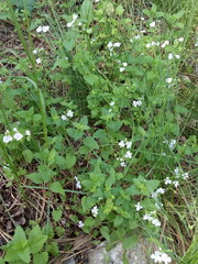 Veronica peduncularis