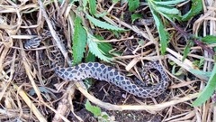 Crotalus polystictus
