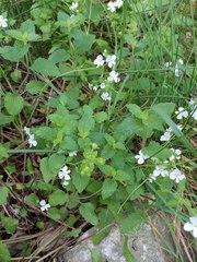 Veronica peduncularis