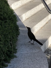 Quiscalus mexicanus