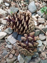 Pinus nigra pallasiana