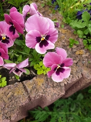 Viola × wittrockiana