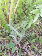 Tanacetum achilleifolium