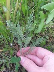 Tanacetum achilleifolium