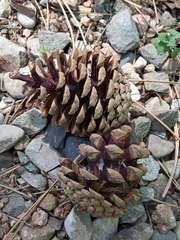 Pinus nigra pallasiana