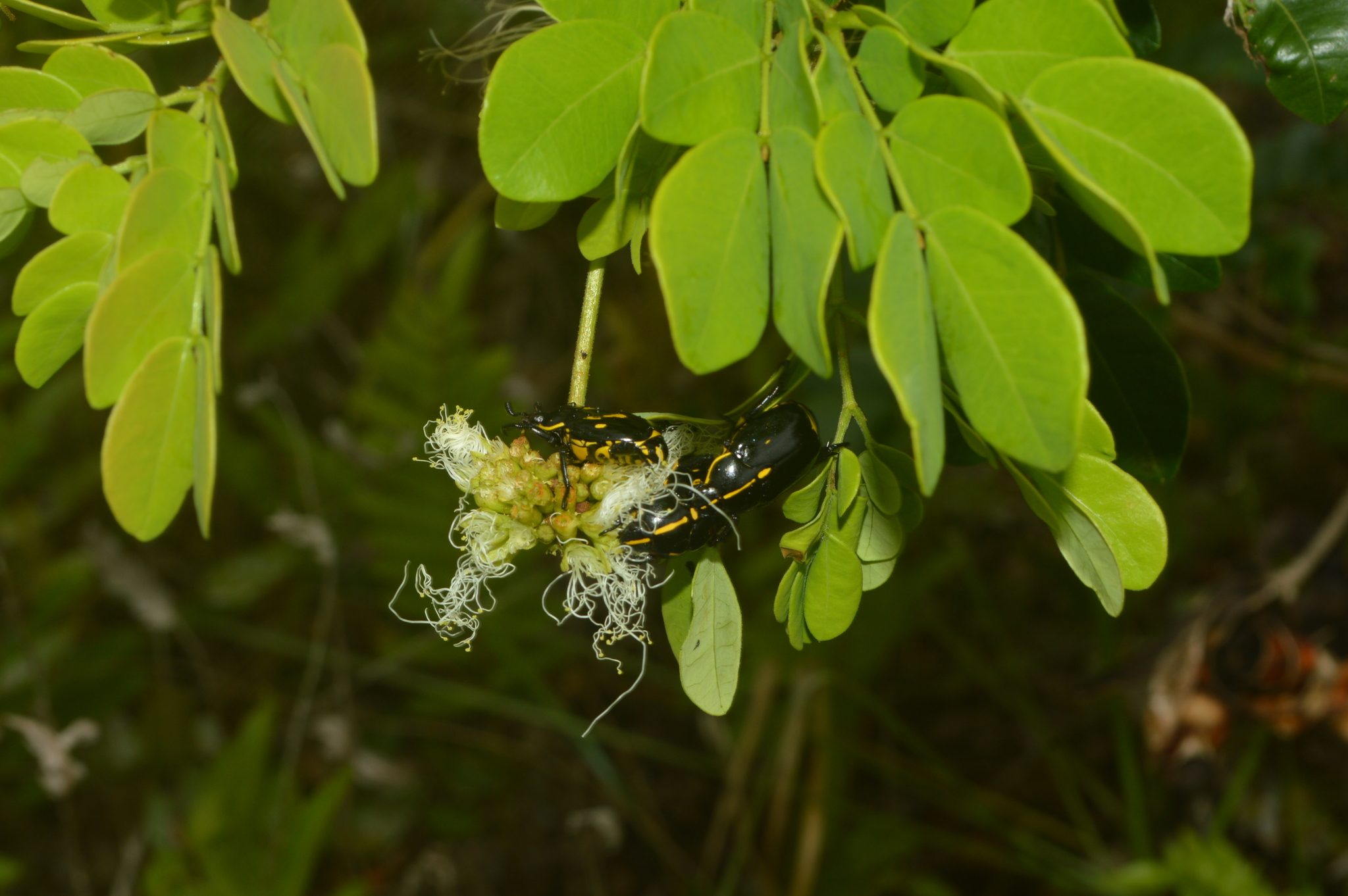 Imagem de Ingá-ferradura