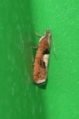 Epinotia brunnichana