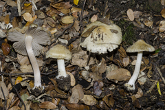 Inocybe graveolens