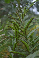 Blechnum brasiliense