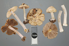 Inocybe graveolens