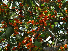 Phoradendron quadrangulare