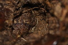 Breviceps gibbosus