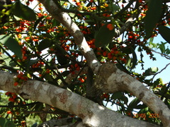 Phoradendron quadrangulare