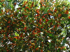 Phoradendron quadrangulare