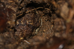 Breviceps gibbosus
