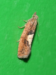 Epinotia brunnichana