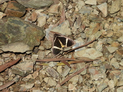 Fodina contigua