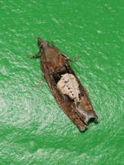 Epinotia brunnichana