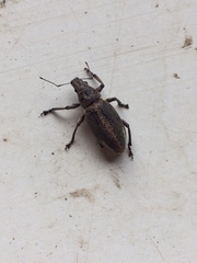 Brachyderes lusitanicus
