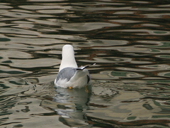 Larus michahellis
