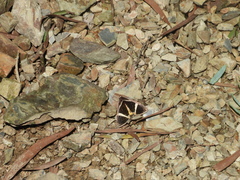 Fodina contigua