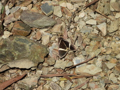 Fodina contigua