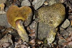 Amoenoboletus mcrobbii