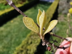 Callicarpa bodinieri