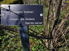 Callicarpa bodinieri