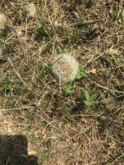 Taraxacum