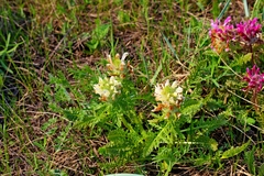 Pedicularis dasystachys