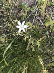 Ornithogalum umbellatum