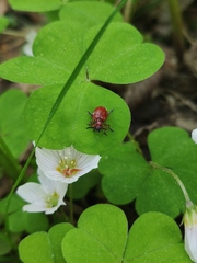 Lilioceris merdigera