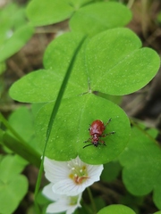 Lilioceris merdigera