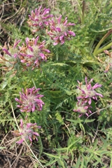 Pedicularis dasystachys