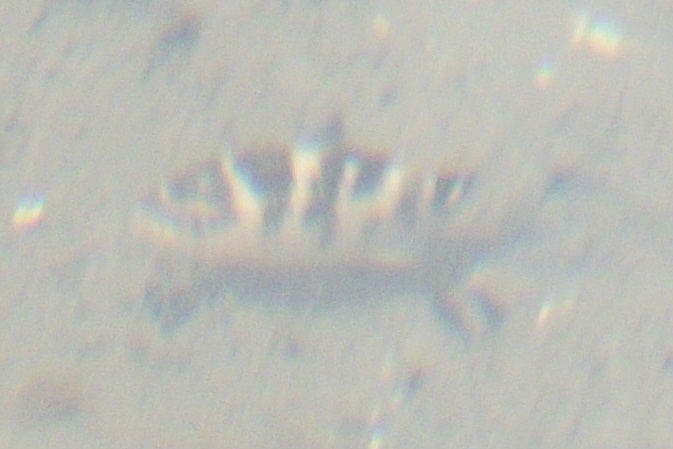 Dovetail (Abudefduf taurus) — Pomacentridae