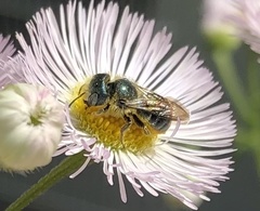Osmia georgica