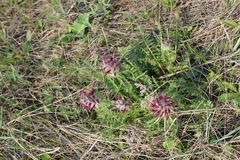 Pedicularis dasystachys